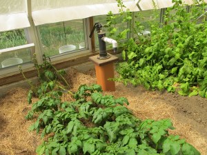 Hand pump indie the greenhouse. water, gardening, prudent living