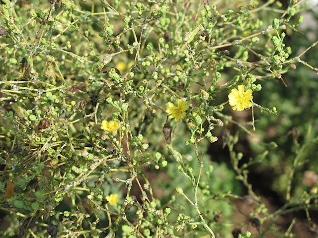 seed saving, gardening
