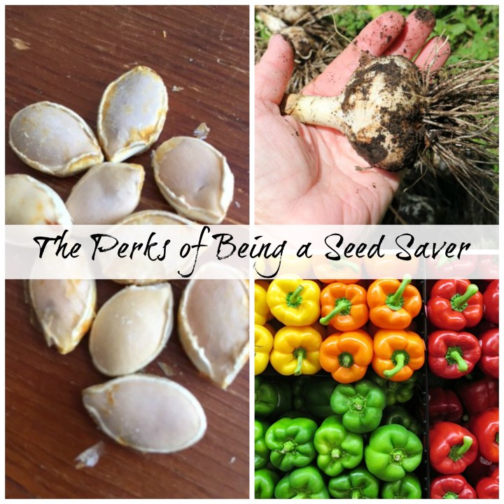 seed saver