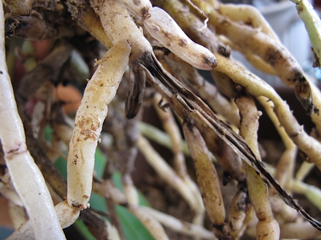 trimming roots, orchids