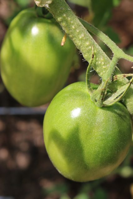 green tomatoes