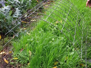 row cover, winter protection,