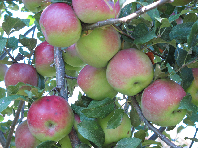 apples, apple picking, applesauce, prudent living