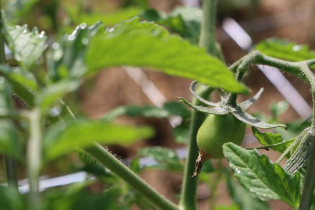 First green tomato!