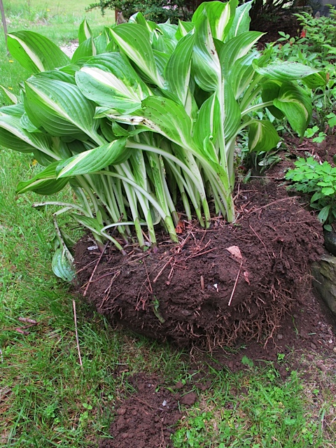 hostas perennials, dividing plants
