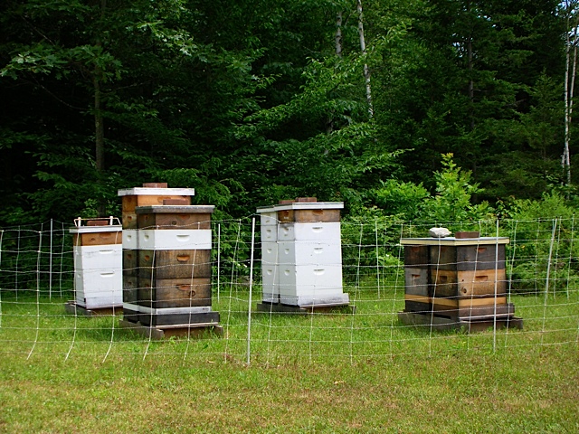 bees, beekeeping, prudent living