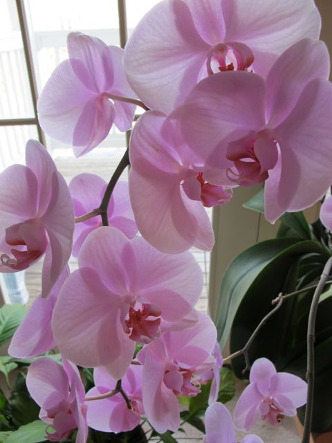 My mom's beautiful orchid.