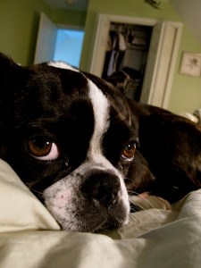 Boston Terrier, dogs