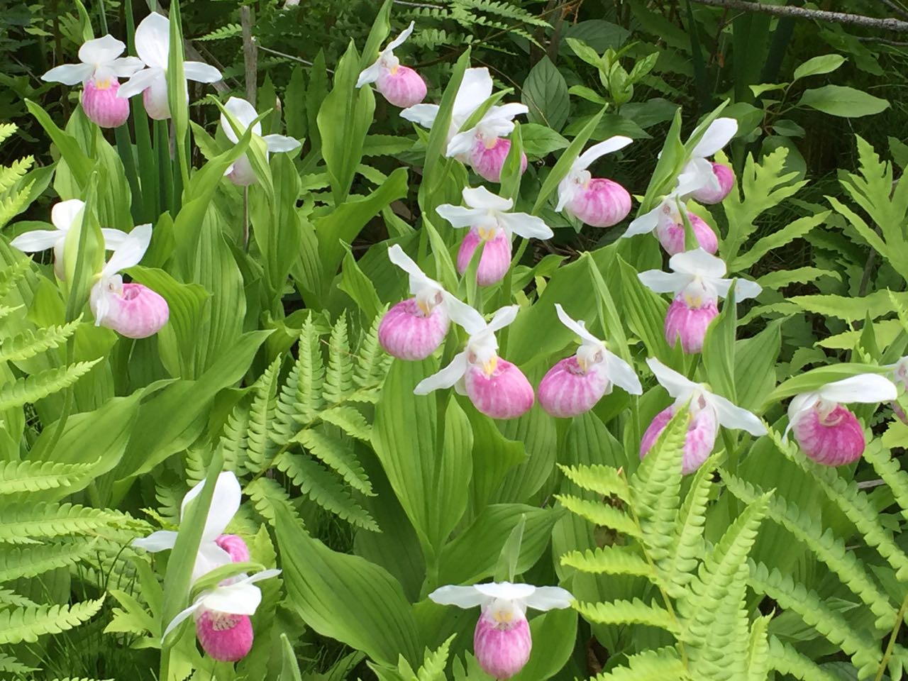lady's slippers