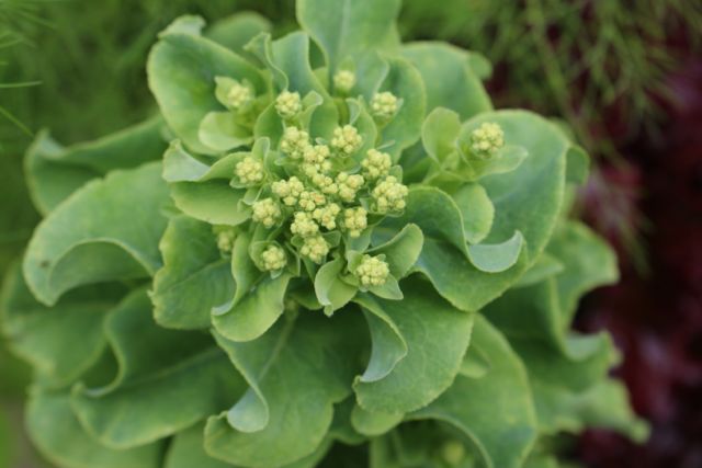 Lettuce going to seed.