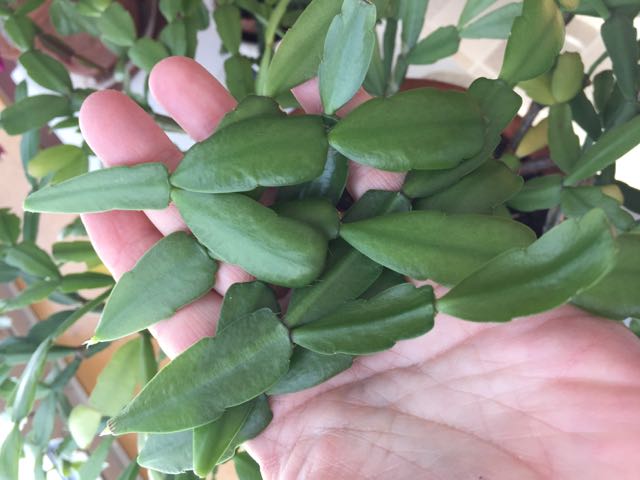 Propagating a Christmas Cactus