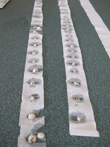 seeds, prudent planting