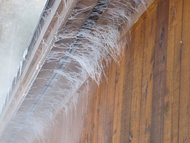 It's been so cold lately I can see where the spiders lived!