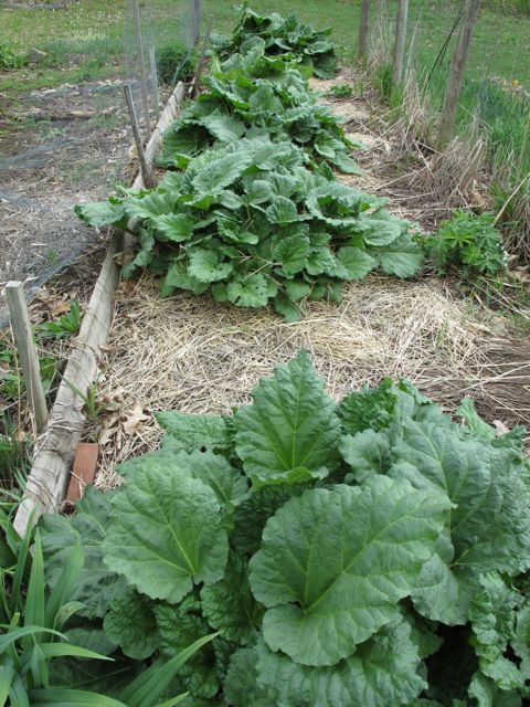 Rhubarb Patch