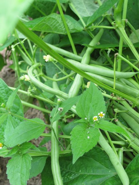 how long will seeds last