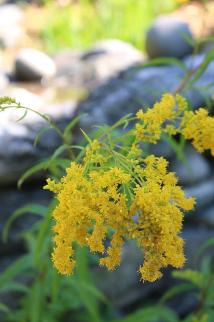 Goldenrod
