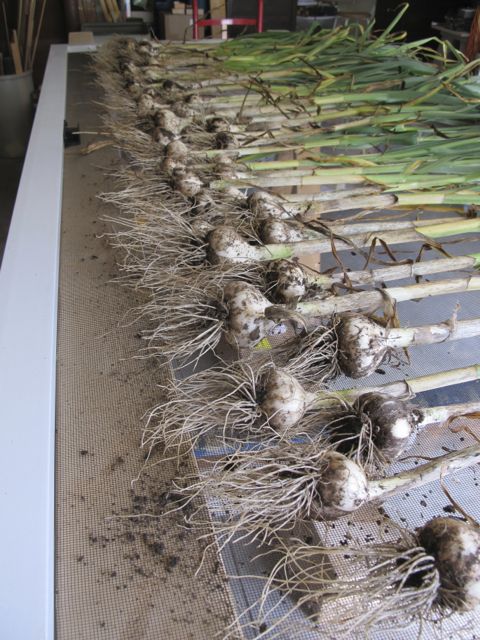 Garlic drying
