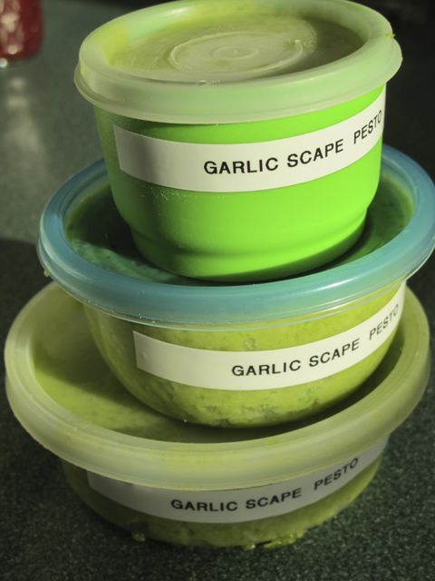 Garlic Scape Pesto for the Freezer!