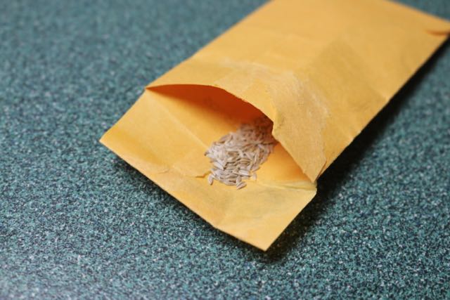 Storing lettuce seeds