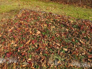 strawberry bed, fall garden, weeding