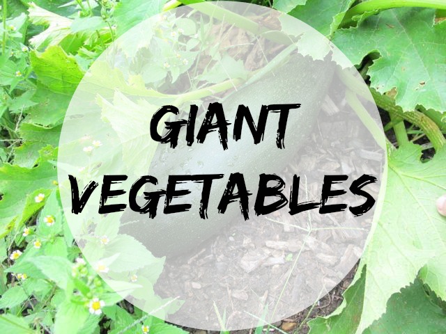 giant vegetables