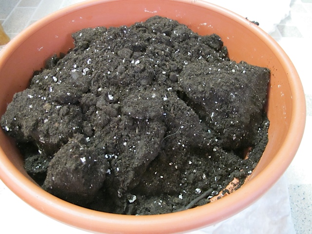 houseplants, repotting, potting soil