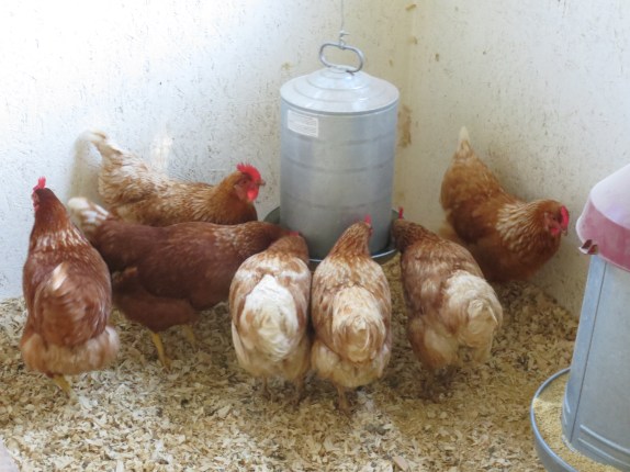 Chickens can be very entertaining!