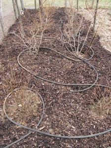 Mulched Blueberry Bushes mulch, bushes, blueberries