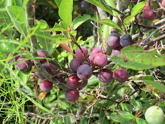 Beach Plums jelly, prudent pantry, plums