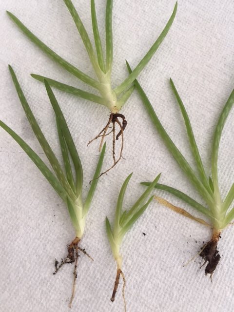 Propagating an Aloe Plant