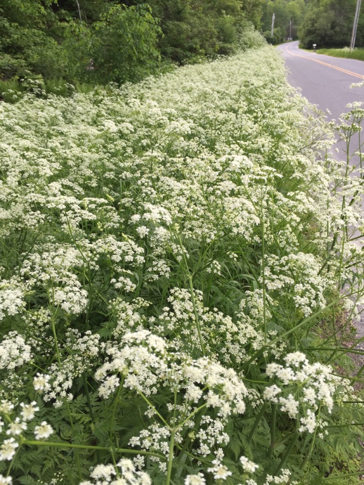 beautiful June flowers