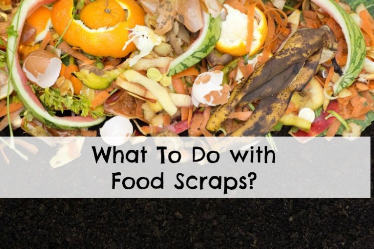 What To do With Food Scraps