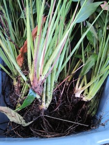 washing roots, repotting