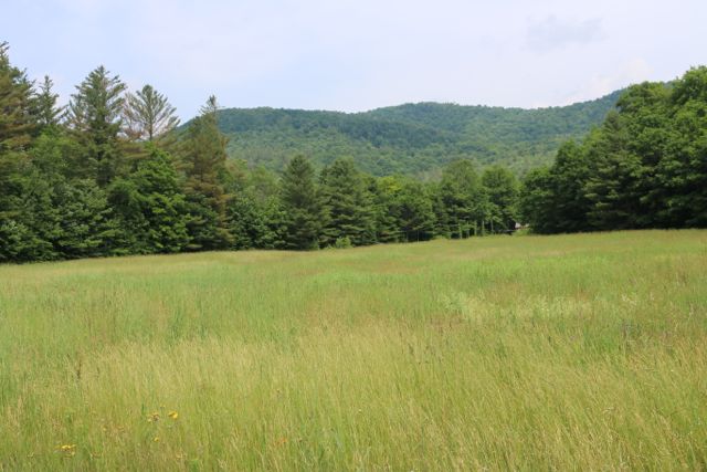 The field is ready to be hayed.