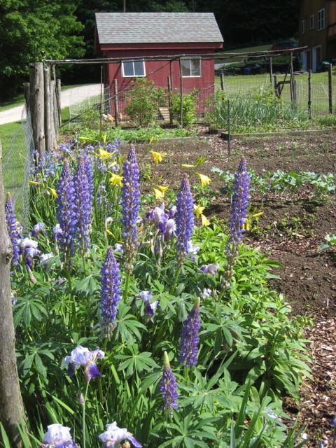 On The Home Front Garden.