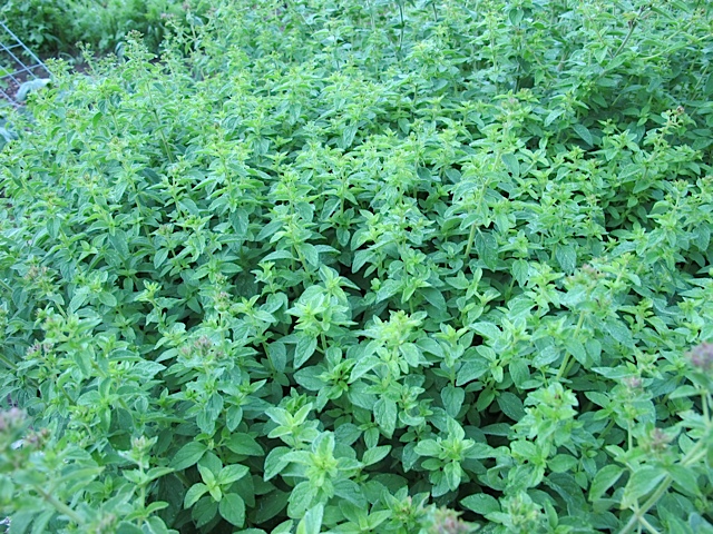 Oregano spices, gardening