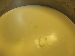 Curds showing a clean break cheese making, prudent living, Colby cheese