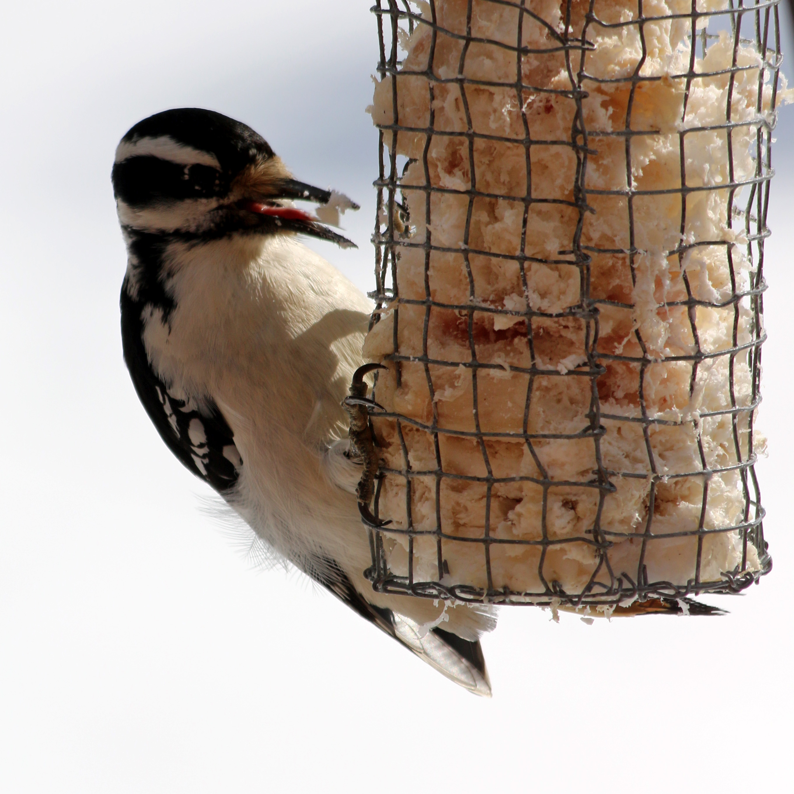 year of the bird