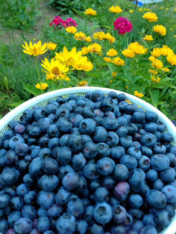 Abundant Blueberries!