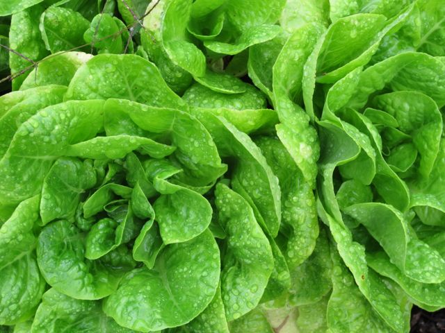 gardening, prudent living