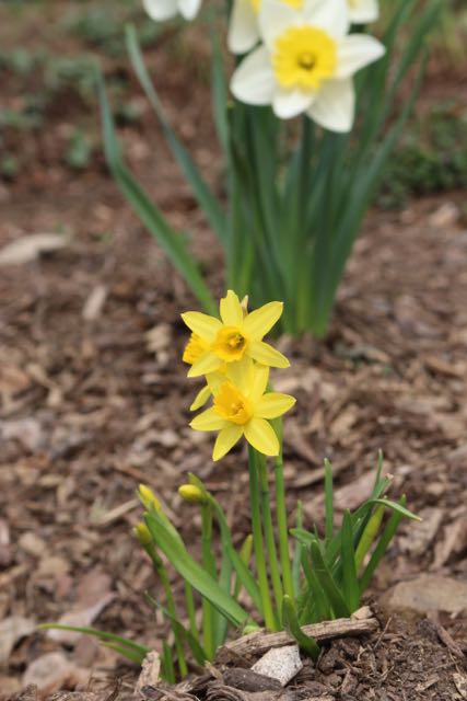 daffodils