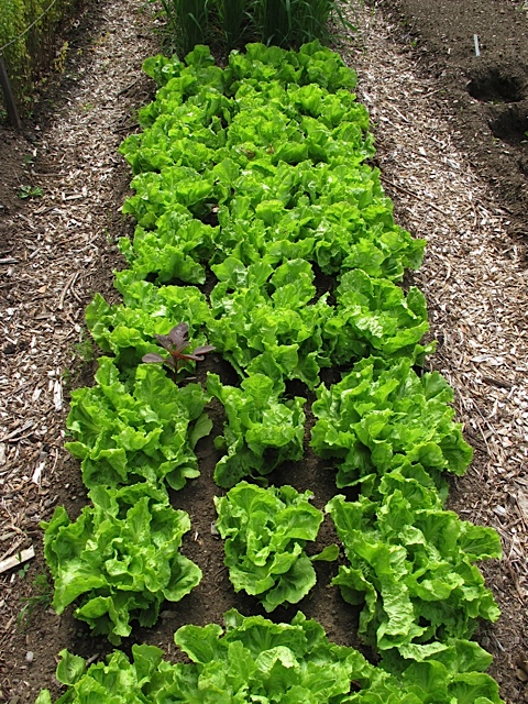 plant spacing, seed saving