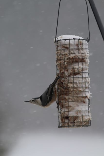 Nuthatch