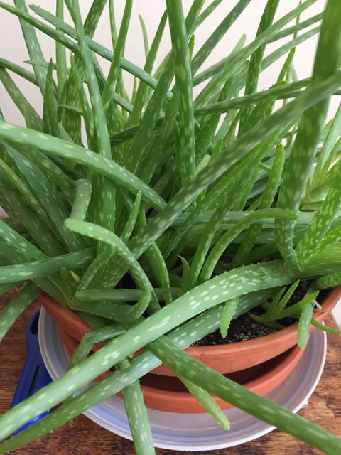 Propagating an Aloe Plant