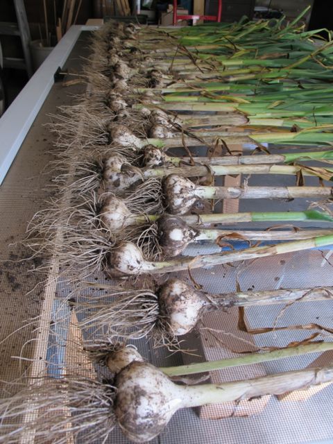 This years garlic harvest.