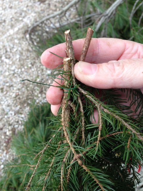 prudent living, garlands