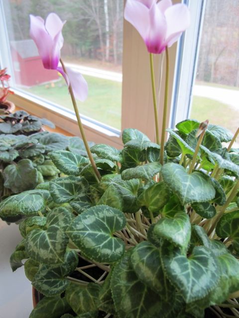 flowering houseplants