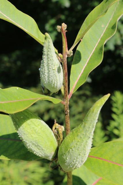 Milkweed pods