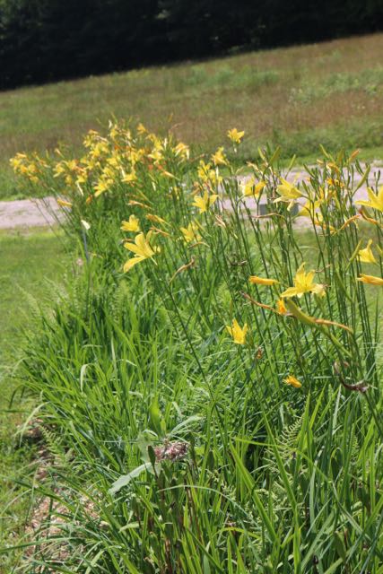 Day Lilies