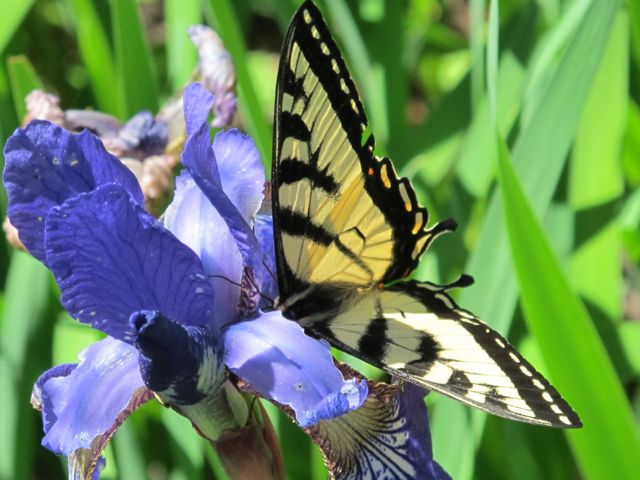 butterflies, iris, spring